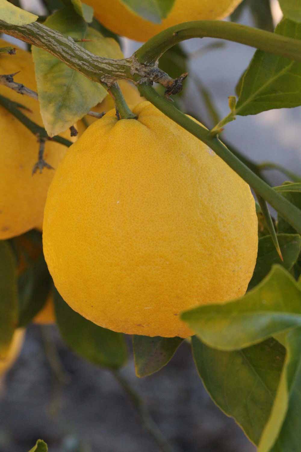              Fruit (Riverside, CA)       